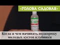 Голова садовая - Когда и чем начинать подкормку молодых кустов клубники