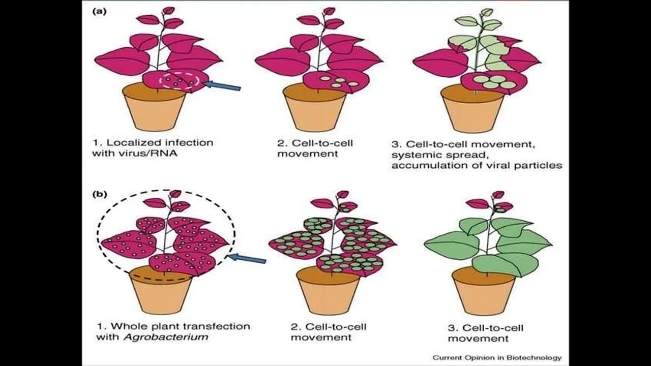 Plant and Animal Tissue Culture- plant vector