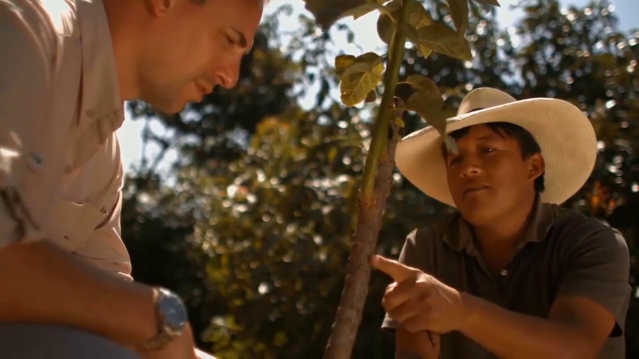 Avocado Perseose® - nowy opatentowany składnik aktywny I Mustela