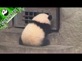 The cutest and best panda keeper ever