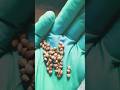 Fungi feast on coriander seeds l Under microscope