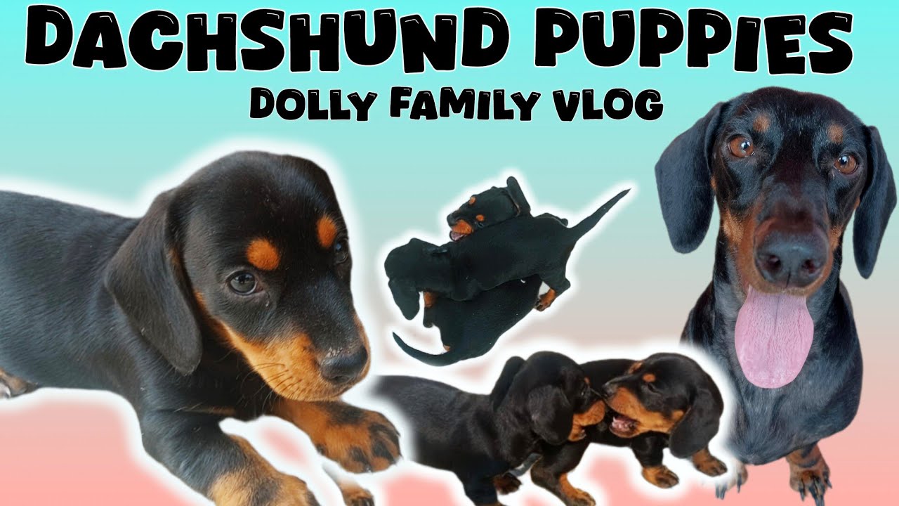 Dachshund Puppies 🐾 - Dolly Family vlog || Dachshund - A Wonderful Small Breed || 