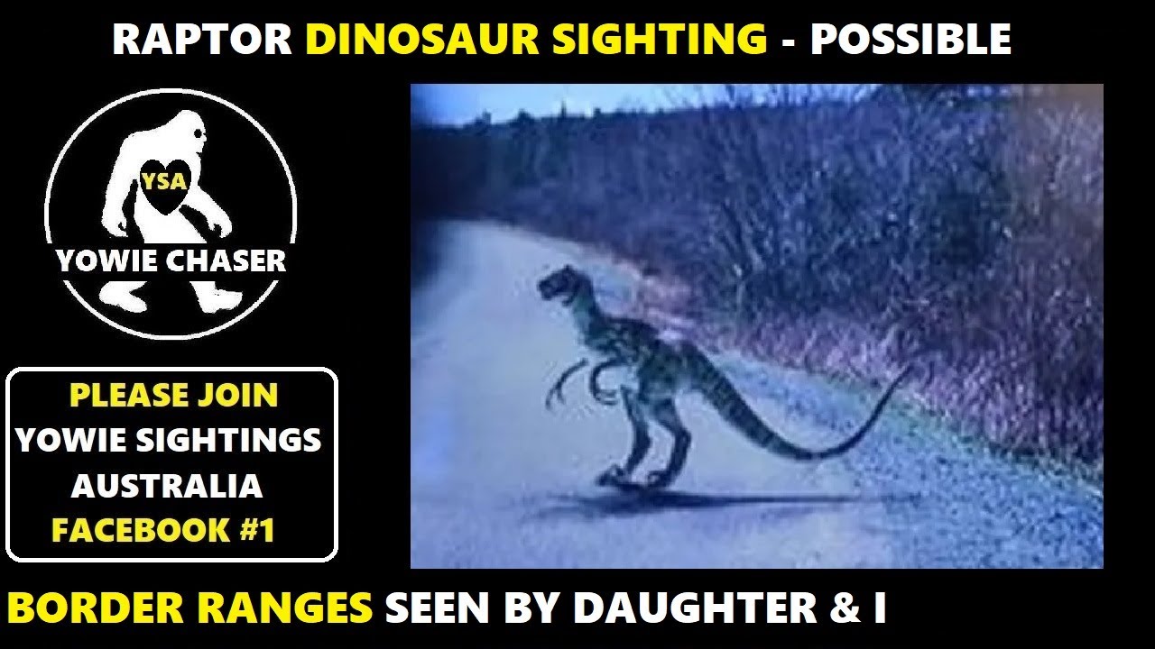 Raptor Dinosaur Sighting - Possible - Border Ranges