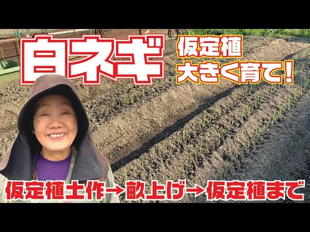 White onion - provisional planting [Ishikura Ippon Futo Onion