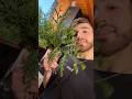Propagating Green Giant Arborvitae Cuttings 🌲 | Testing Every Method to See What Works Best!