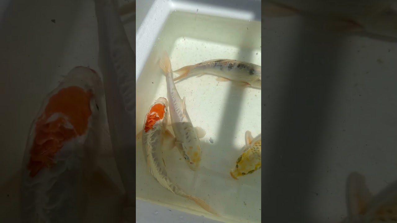 A few of the Koi that were added this summer! #JustOneMoreFish #koi #japanesekoi #growouts #pond