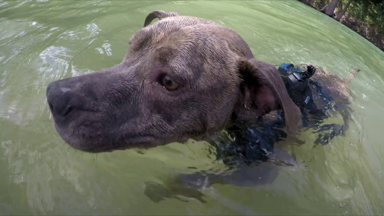 videos for cats Why Did You Get A Dog?