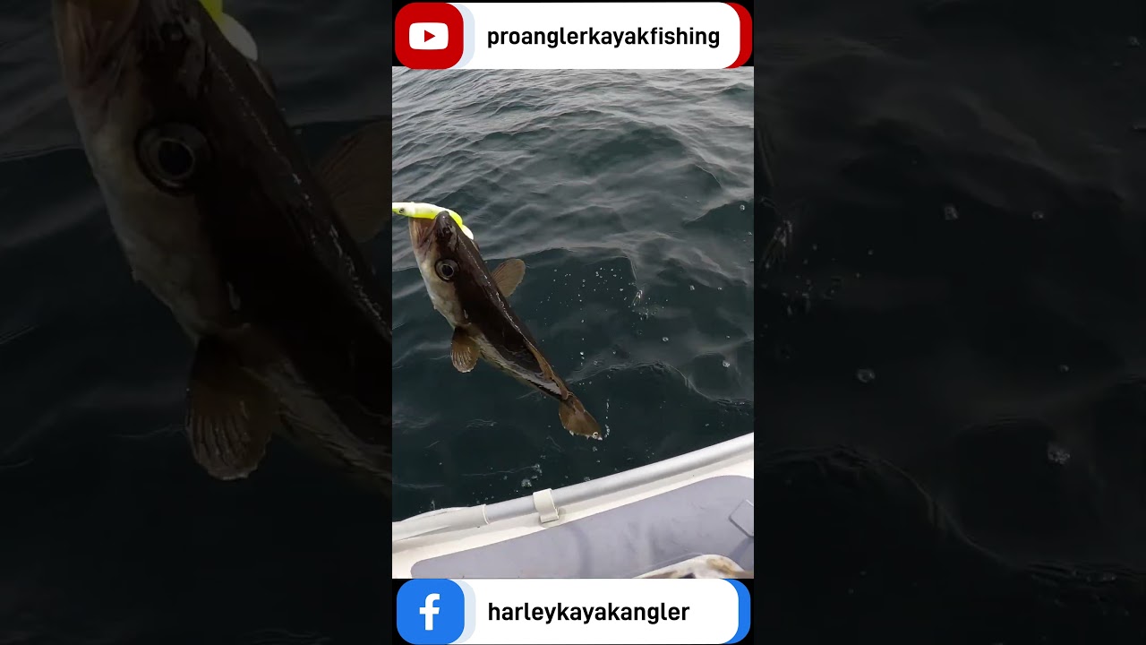 POLLOCK FISHING ELGOL ISLE of SKYE - sea fishing - sib fishing - proanglerkayakfishing