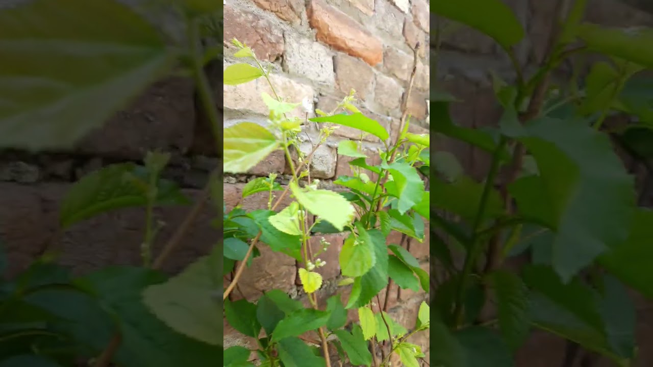 falsa plant in pot on fruiting
