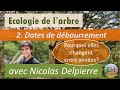 Ecologie de larbre le dbourrement et ses variations interannuelles  nicolas delpierre