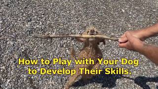Favorite games for dogs. How to play with your dog to develop their skills.