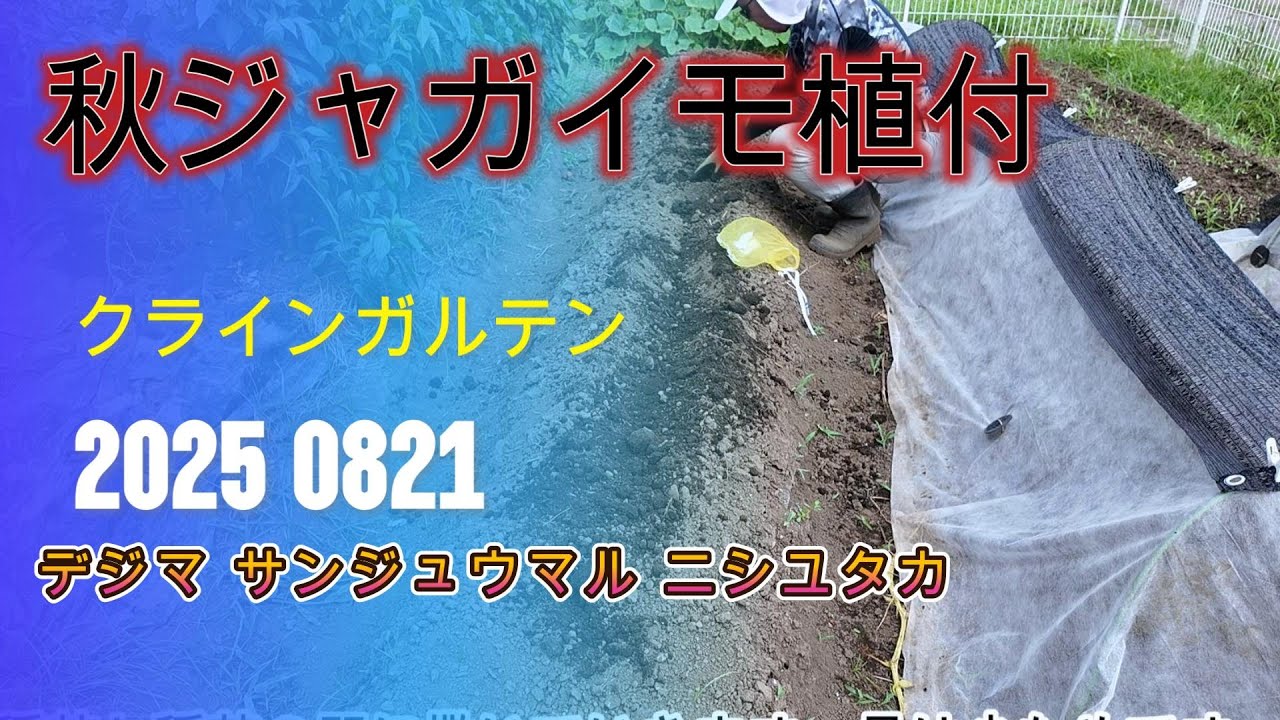 クラインガルテンだより。秋ジャガイモ3品種植え付けました。#秋じゃが #クラインガルテン #定年後