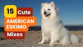 15 American Eskimo Mixes You Need To See To Believe