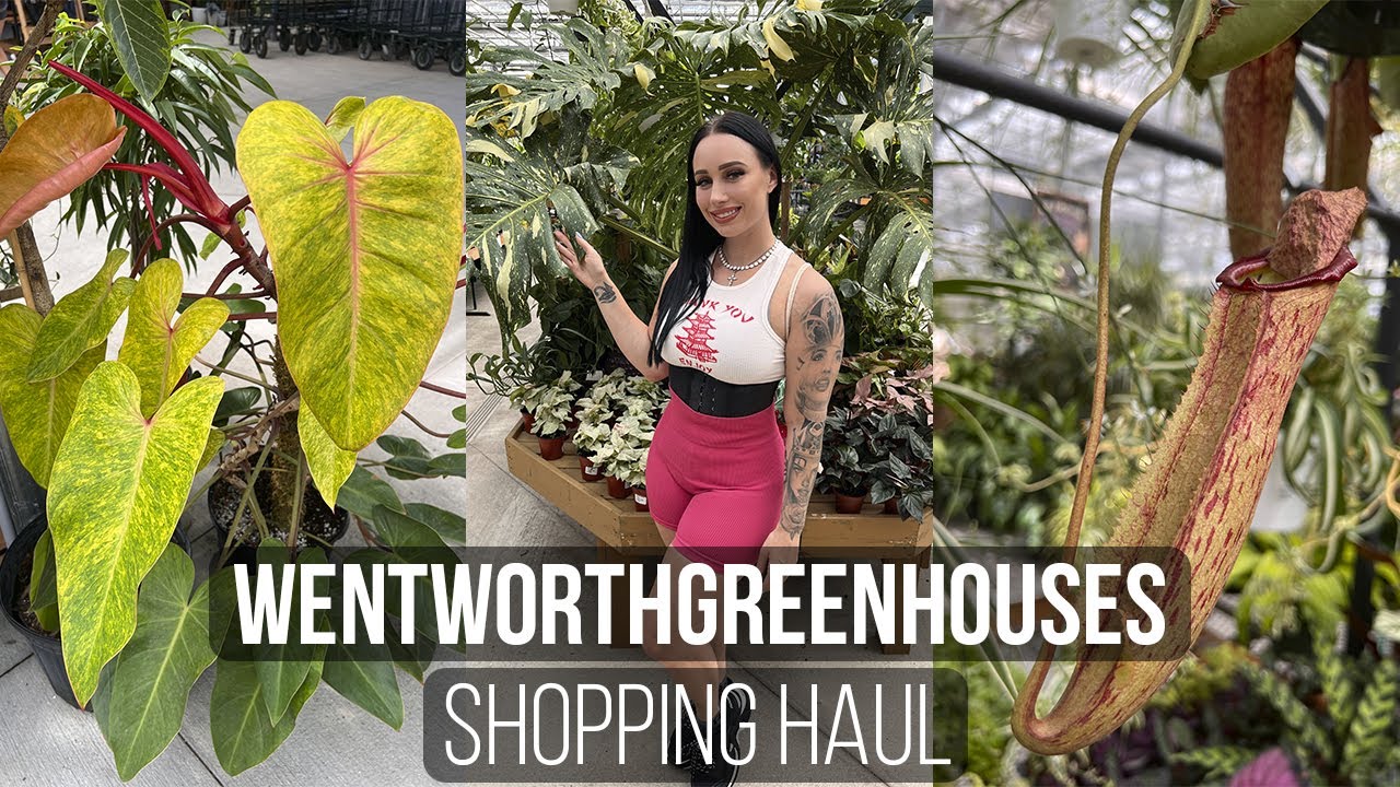 WENTWORTH GREENHOUSES SHOPPING HAUL & TOUR 🍃 YouTube