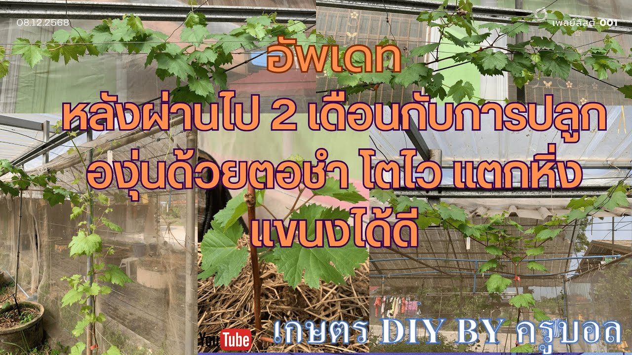 อัพเดท หลังผ่านไป 2 เดือนกับการปลูกองุ่นโดยใช้ตอชำ โตไว แตกกิ่งแขนงดีมาก