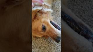 Golden retriever Cooper's seizure by Shelly In Full Bloom Carver 12,428 views 7 years ago 3 minutes, 55 seconds