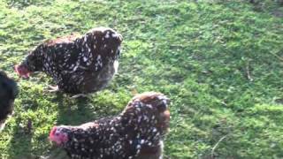 jubilee orpington bantams Jubilee Orpington Bantam Chicks From Moore Estates