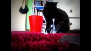 Zorro Cat So Excited