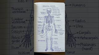 SKELETON SYSTEM.#study #biology #physics #chemistry #science #education #learning#secondary #now