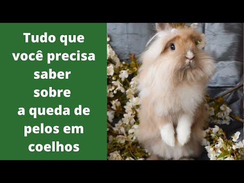 Vídeo: Por que os coelhos perdem a pele do seu casaco?