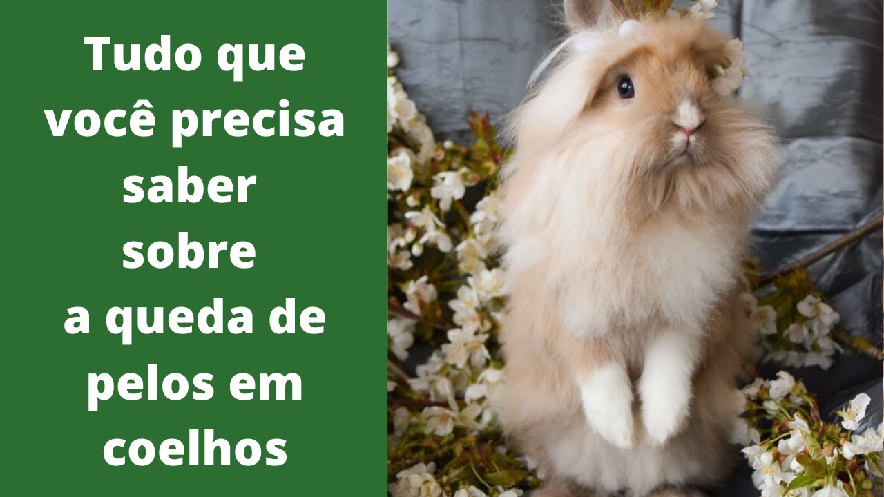 Tudo que você precisa saber sobre a queda de pelos em coelhos