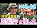 【バラ】切りバラの挿し木 / お花屋さんで購入したバラを一生楽しめる?! / 父の日に贈った記念のバラの308日後の様子が凄すぎるっ!【ガーデニング】