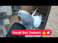 KAÇAK BOZDUMANLI YAKALADIM - Taklacı kaçak güvercin yakalama