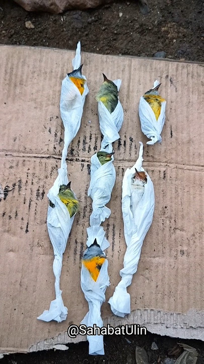 KUBUR BURUNG YANG MEMINGGAL BESTIEE,ORANG KAYA MATI ORANG MISKIN MATI