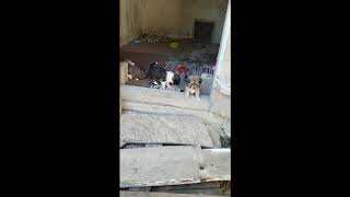 Four little dogs