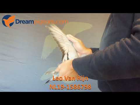 NL19-1586798 Leo Van Rijn Dreampigeons Auction Video