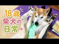 柴犬ゴン18歳の日常 【2026年5月16日の記録】