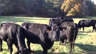 Angus & Brangus Cows 18 Head Of Heavy Bred Angus Brangus And Bwf Cows 0317 Cattle For Sale