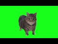 OIIA OIIA CAT Vibe To Bemax SugarCrash 4 Original Song 