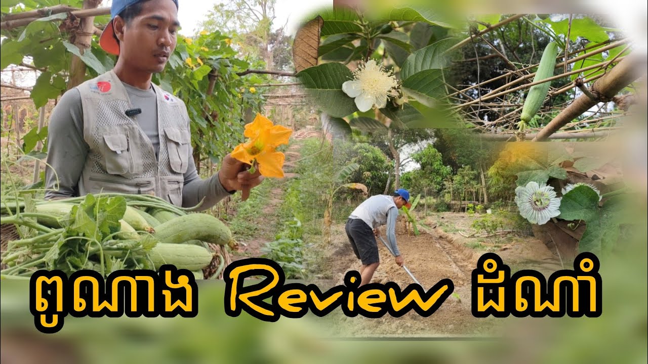 Ep59: ពូណាងបង្ហាញពីដំណាំជុំវិញផ្ទះ - Punang reviews plant around the house 