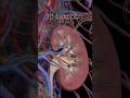 3d Anatomy of kidney |3d animation #3danatomy #meded #science