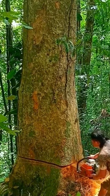 felling a large red tree using the dodos technique#dangerous#lumberjack ...