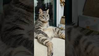 Cats reactions to fart sounds #cat #funny #shortsfeed