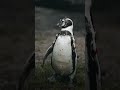 Der kleine Pinguin hat eine kleine Runde gedreht! #videography #nature #pinguin #wildlifevideos