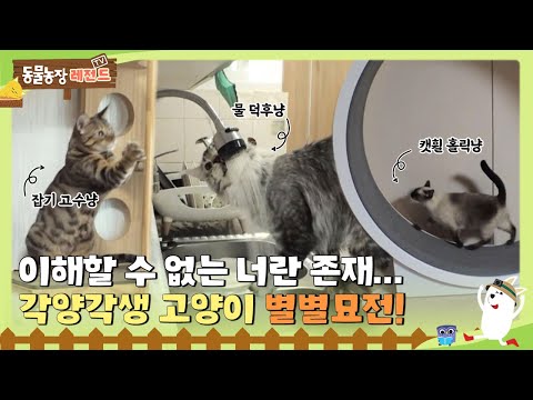 [TV 동물농장 레전드] 😂이해할 수 없는 너란 존재... 각양각색 고양이 별별묘전🐾 I TV동물농장 (Animal Farm) | SBS Story