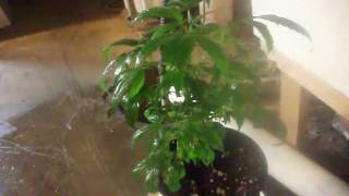 just some clones/plants sprayin for bugs extra fILM footage.