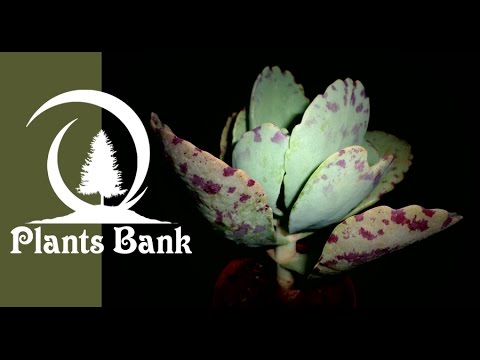 Botanic - Kalanchoe marmorata