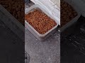 #dove #feed
