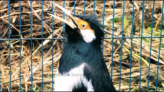 Pancingan Jalak Suren Jantan Memanggil Betina Gacor Full Isian Tembakan Mewah