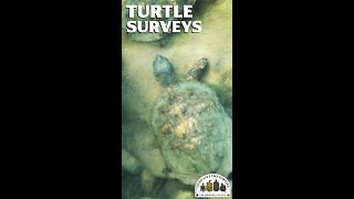 Long Live the Turtles!  Turtle Surveys, Landowner Outreach, Habitat Restoration. by The Orianne Society 90 views 1 year ago 3 minutes, 16 seconds