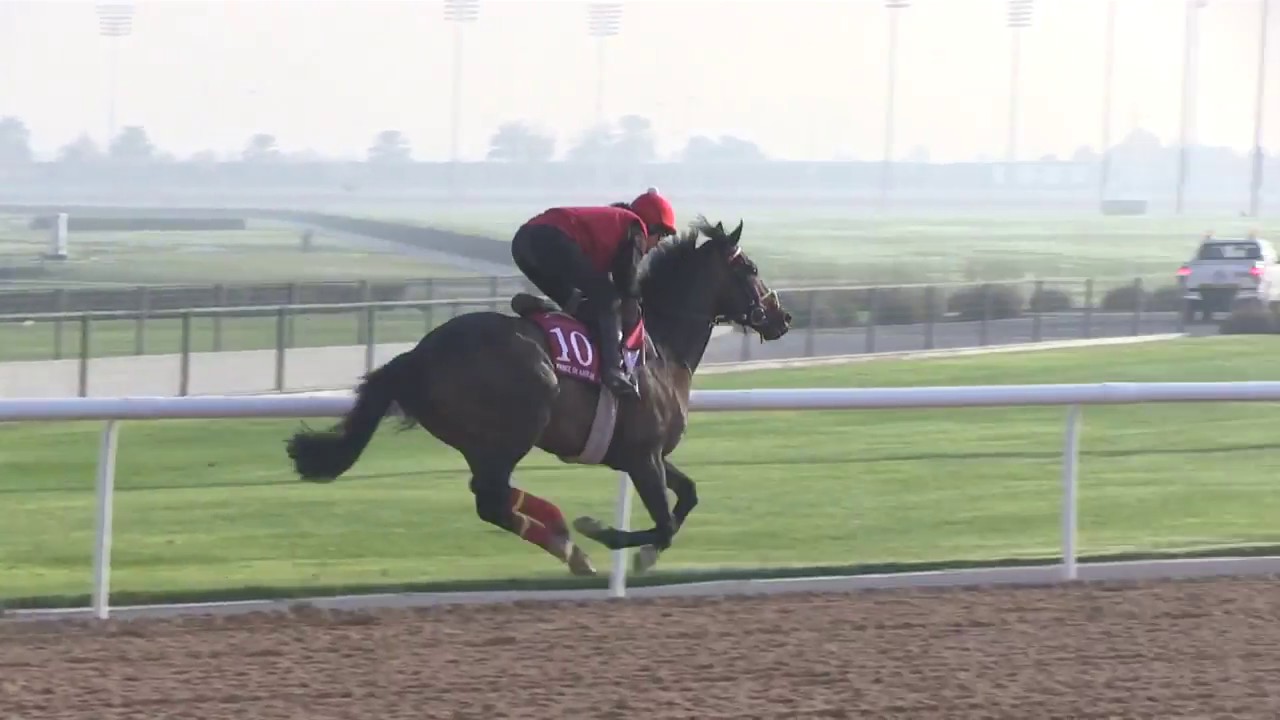 Dubaï World Cup - entraînements des chevaux