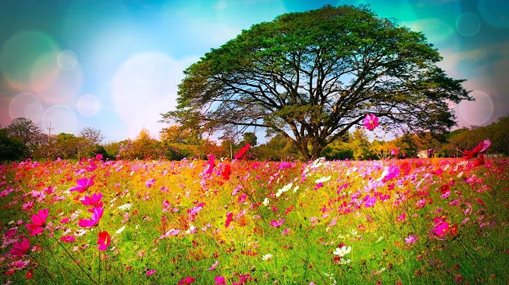 Beautiful Relaxing Soothing Music, Peaceful  Music, "Nature's Rest" by Tim Janis thumbnail