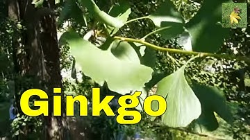 Ginkgo tree Ginkgo biloba or maidenhair tree - leaves in summer. uk
