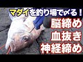 釣り場での魚の締め方「脳締め→血抜き→神経締め」真鯛（マダイ）編 Red seabream Ikejime