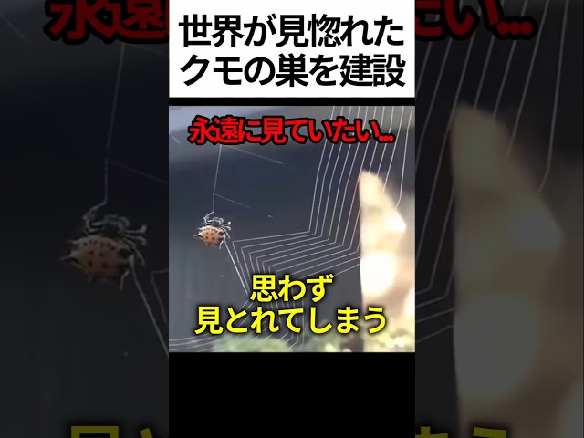 クモの巣くぐり
