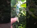 Artemis, my female Knight Anole, eating a large Katydid